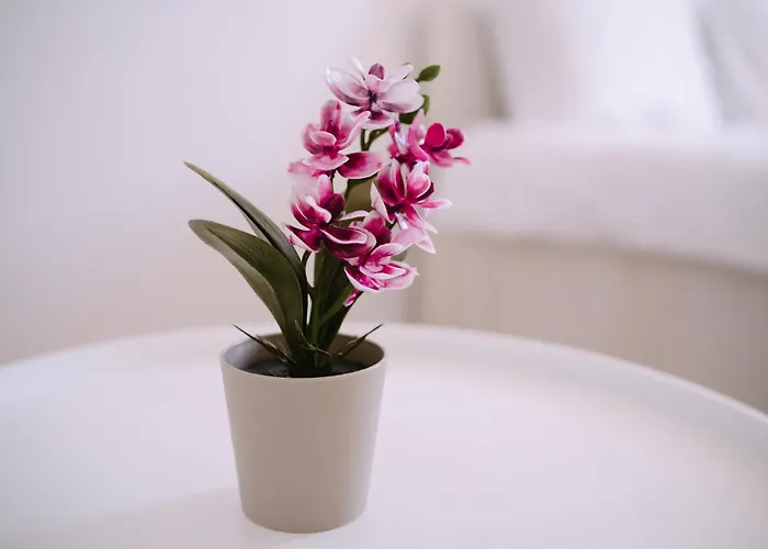 Spring - Mall Coresi *